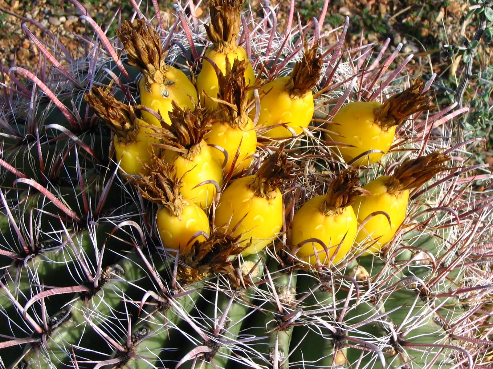 Compass Barrel Cactus (Ferocactus Cylindraceus) — Adds vertical interest and dramatic texture to arid landscapes