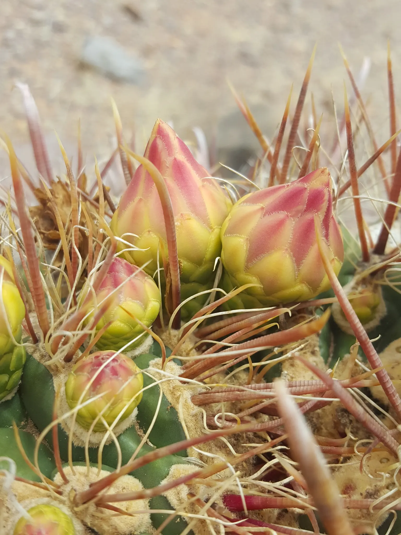 Compass Barrel Cactus (Ferocactus Cylindraceus) — allowing for a striking garden feature with ease