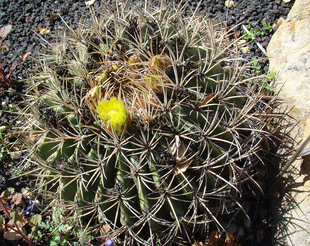 Compass Barrel Cactus (Ferocactus Cylindraceus) — the Compass Barrel Cactus is named for its tendency to lean southward in hotter climates, image 88