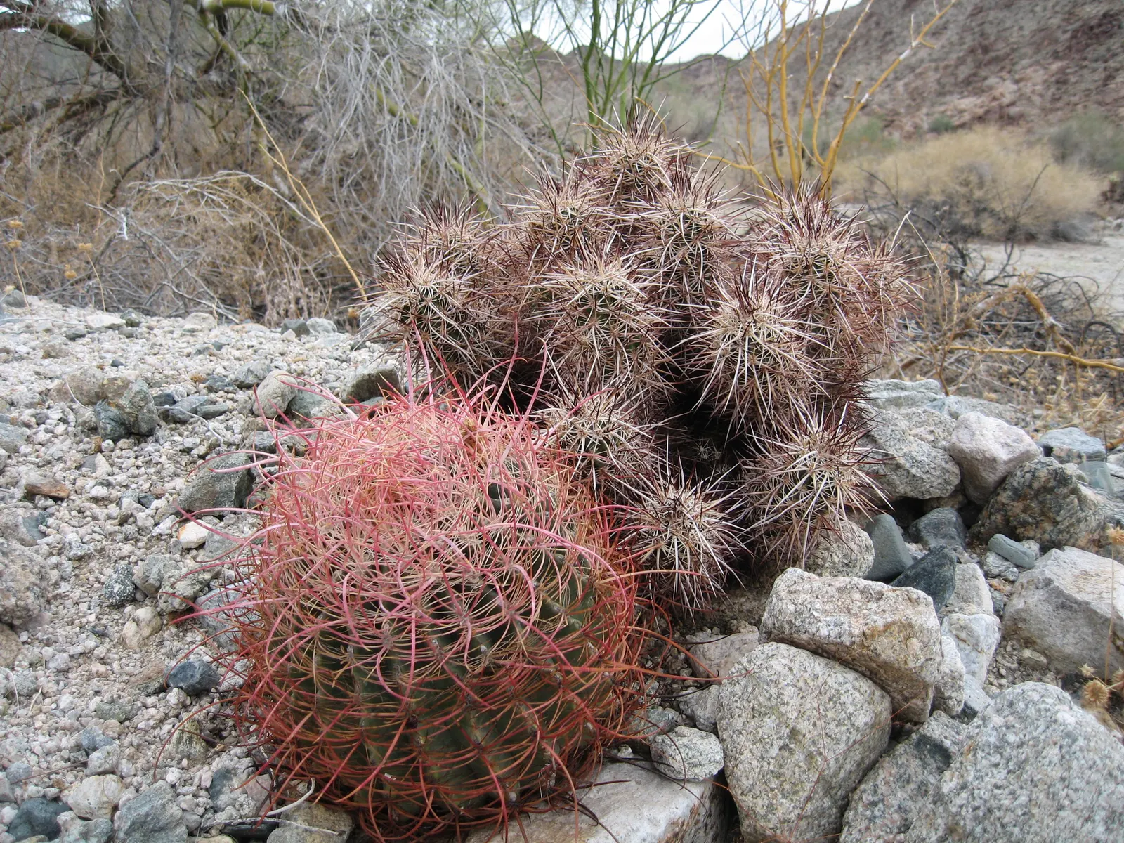 Compass Barrel Cactus (Ferocactus Cylindraceus) — Its commanding presence and hardy nature call for minimal intervention; these blossoms, image 96