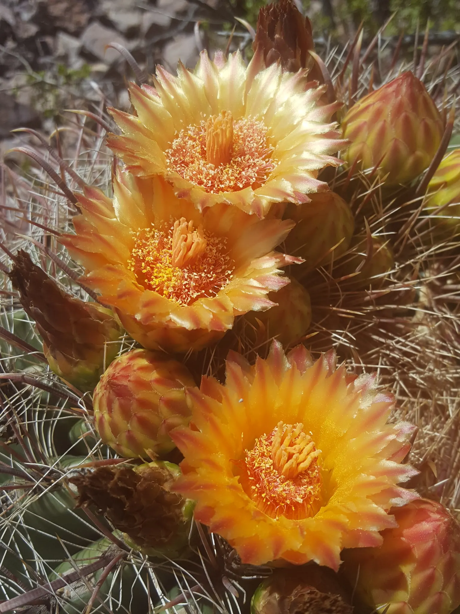 Compass Barrel Cactus (Ferocactus Cylindraceus) — growing up to 10 feet tall and 2 feet in diameter; spiny surface.<br><br>Growing at a moderate pace to