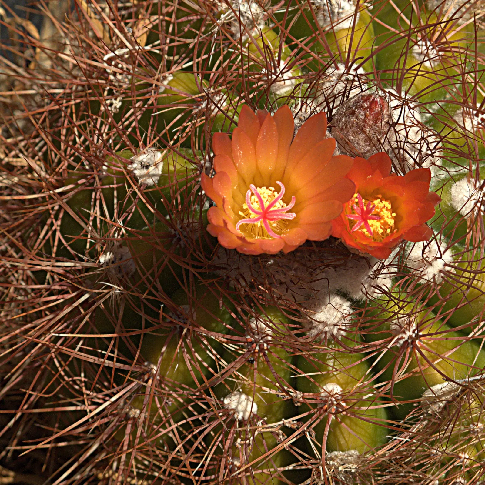 Compass Barrel Cactus (Ferocactus Cylindraceus) — plant in full sun and well-draining soil with minimal water requirements
