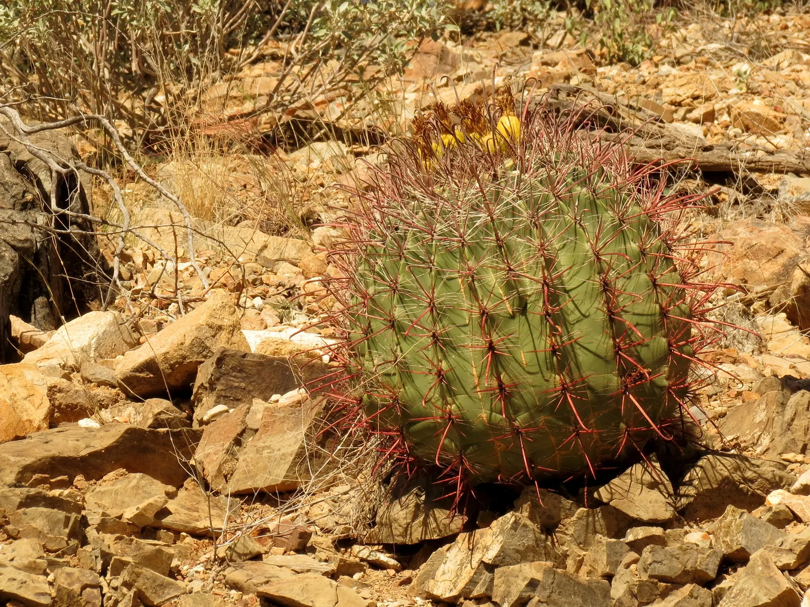 Compass Barrel Cactus (Ferocactus Cylindraceus) — which are particularly attractive to pollinators