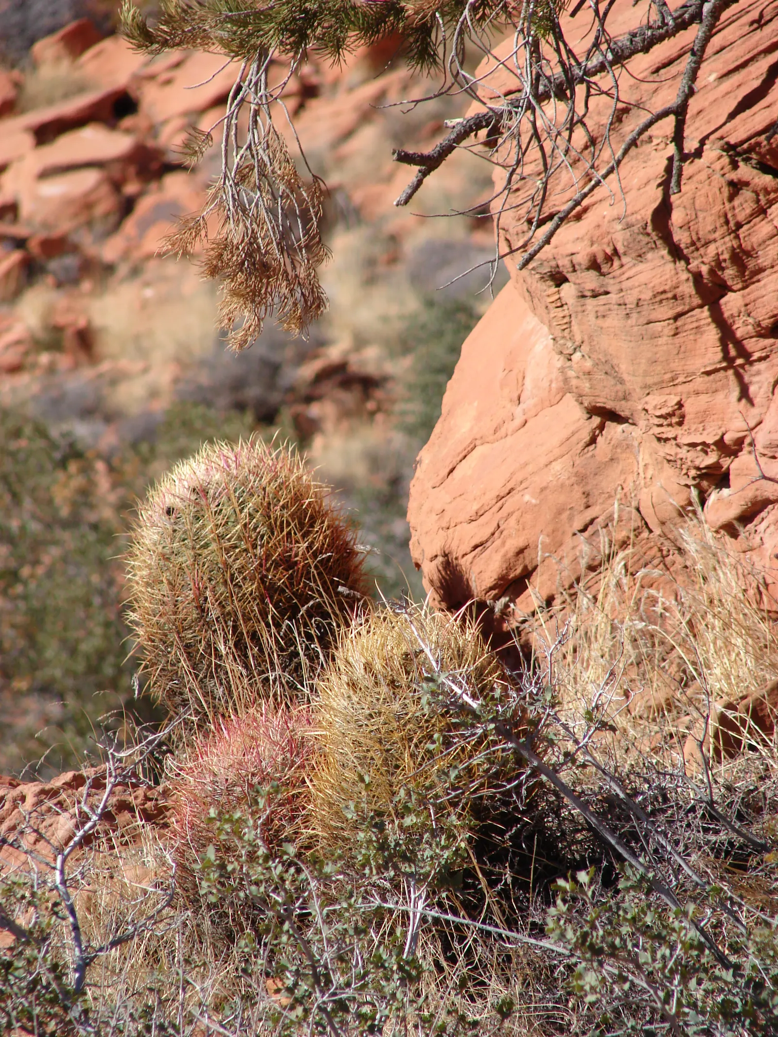 Compass Barrel Cactus (Ferocactus Cylindraceus) — plant in full sun and well-draining soil with minimal water requirements; with a diameter of 18, image 95
