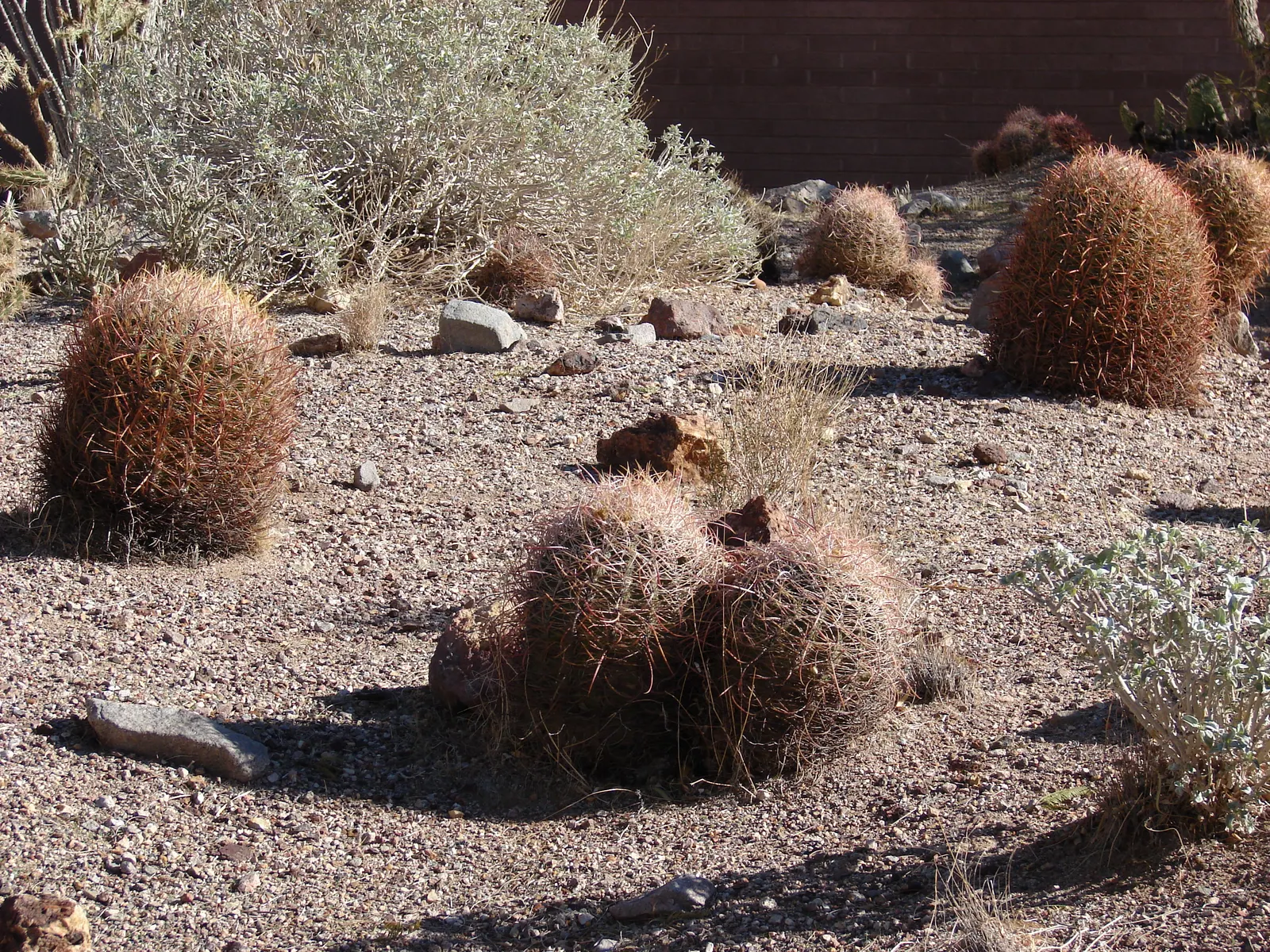 Compass Barrel Cactus (Ferocactus Cylindraceus) — which are particularly attractive to pollinators; orange and yellow flowers in the garden, image 93