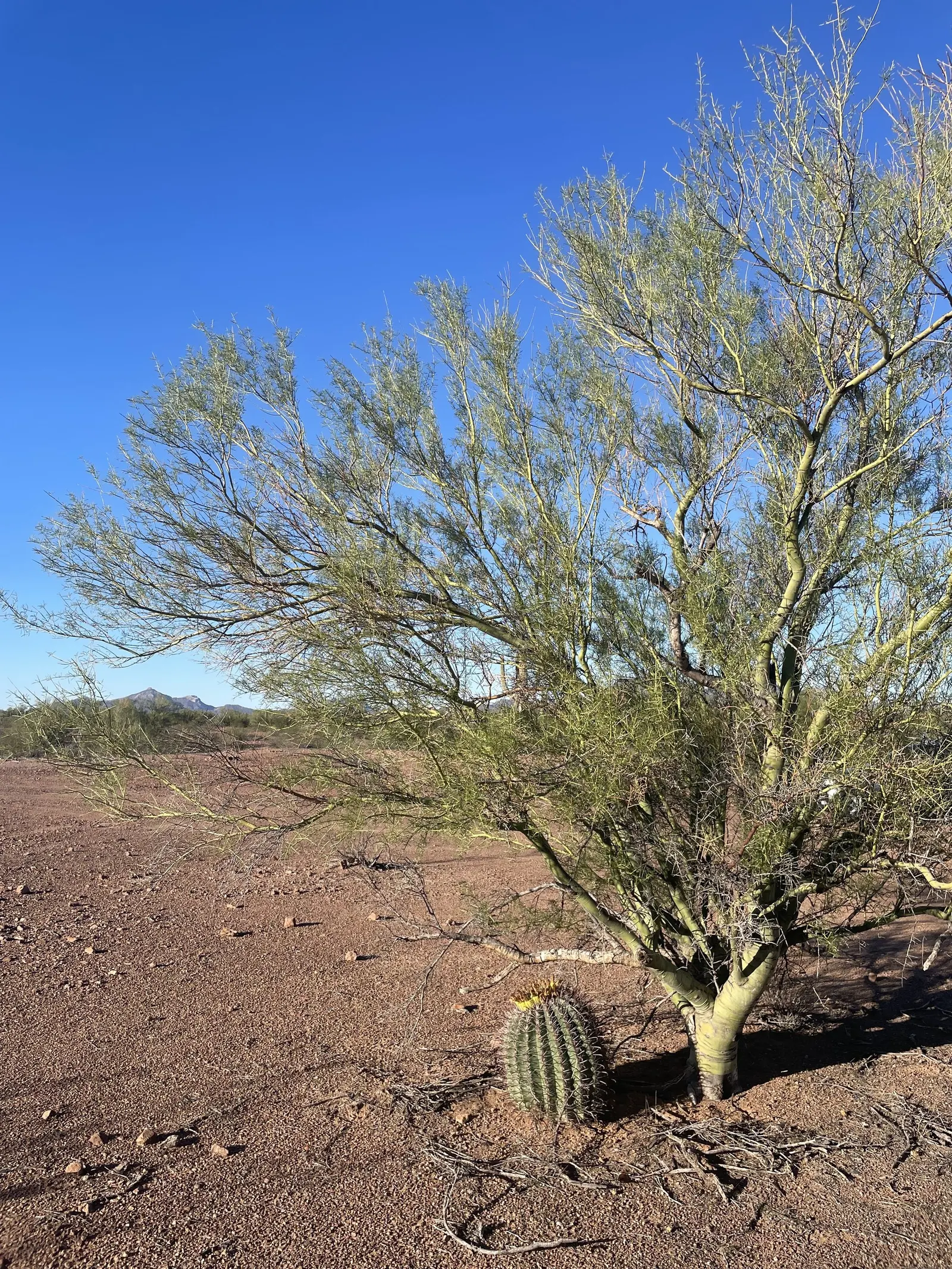 Compass Barrel Cactus (Ferocactus Cylindraceus) — and showy yellow flowers emerging late spring to summer