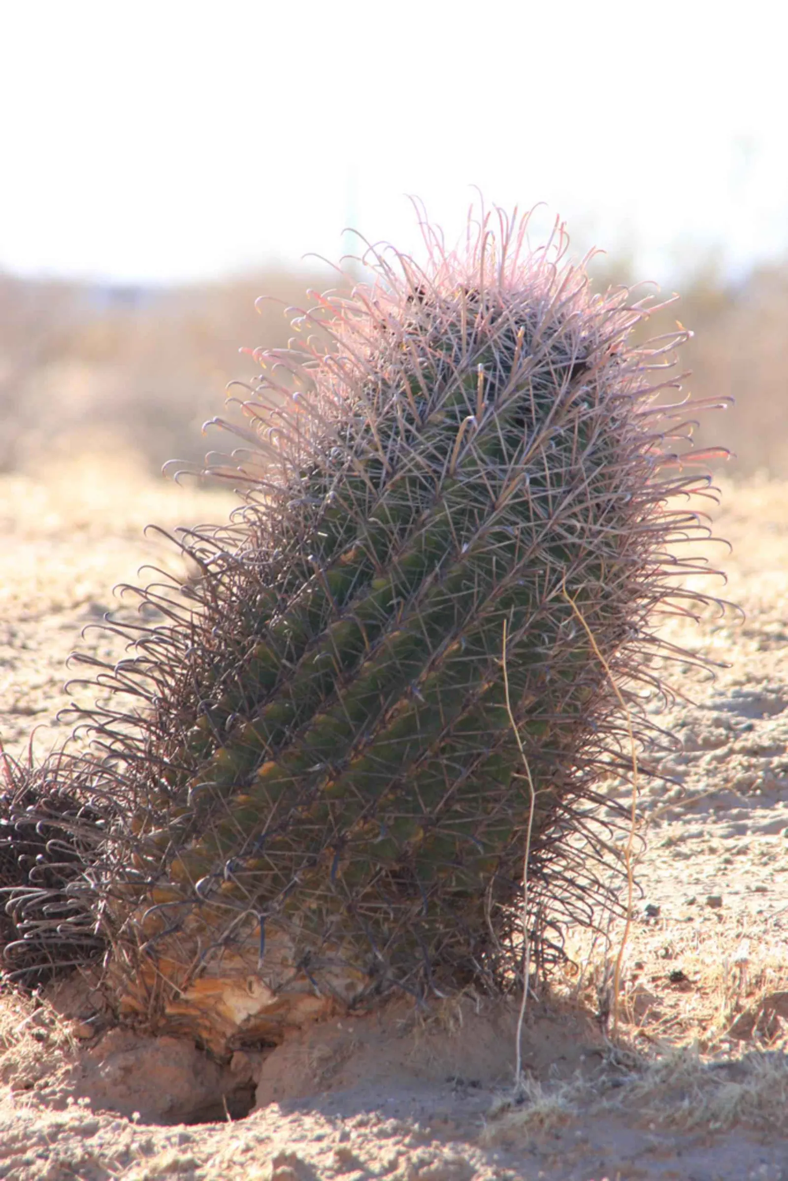 Compass Barrel Cactus (Ferocactus Cylindraceus) — Requires full sun and well-draining soil