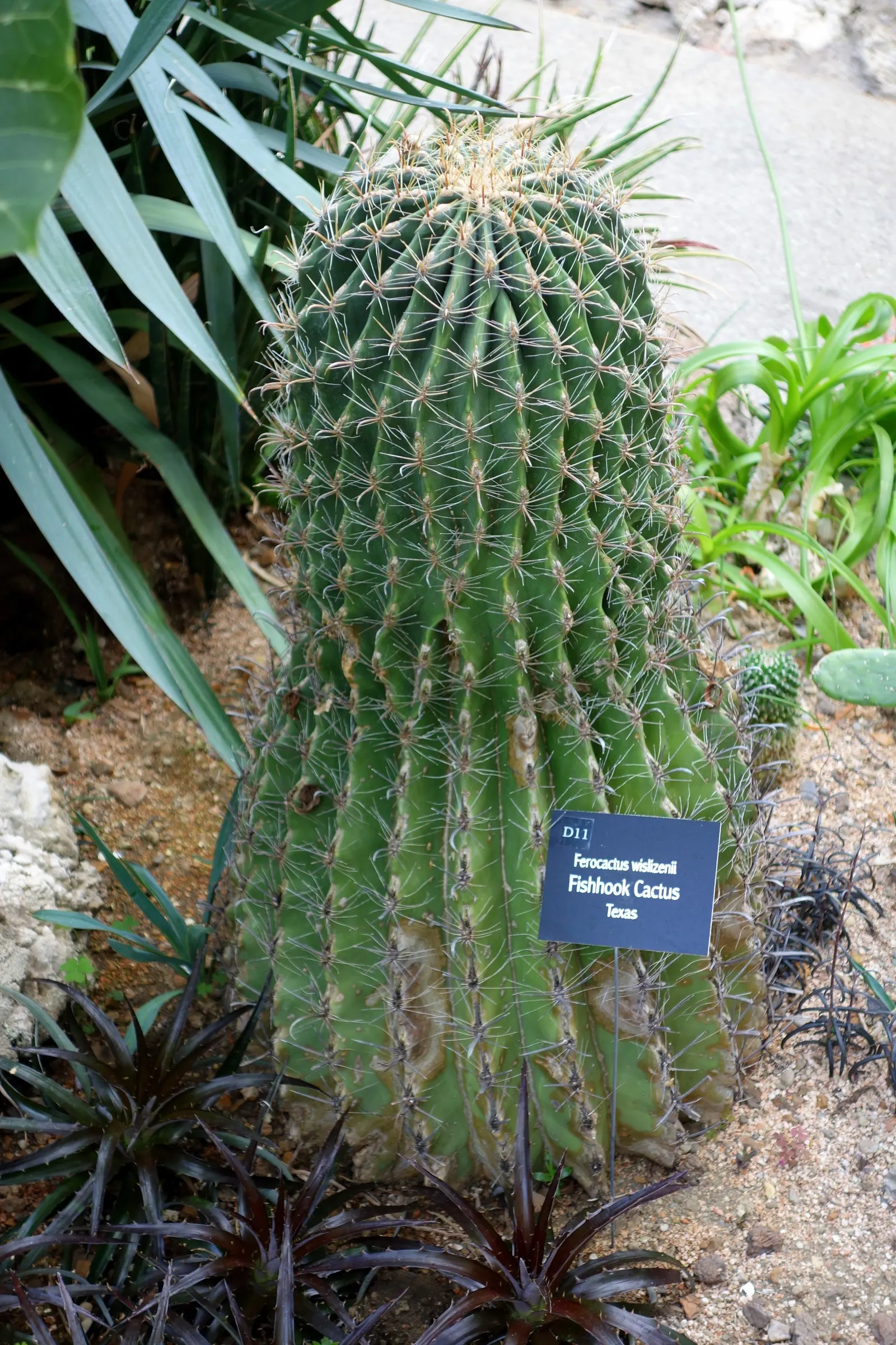 Compass Barrel Cactus (Ferocactus Cylindraceus) — The Compass Barrel Cactus (Ferocactus cylindraceus) is a striking desert native
