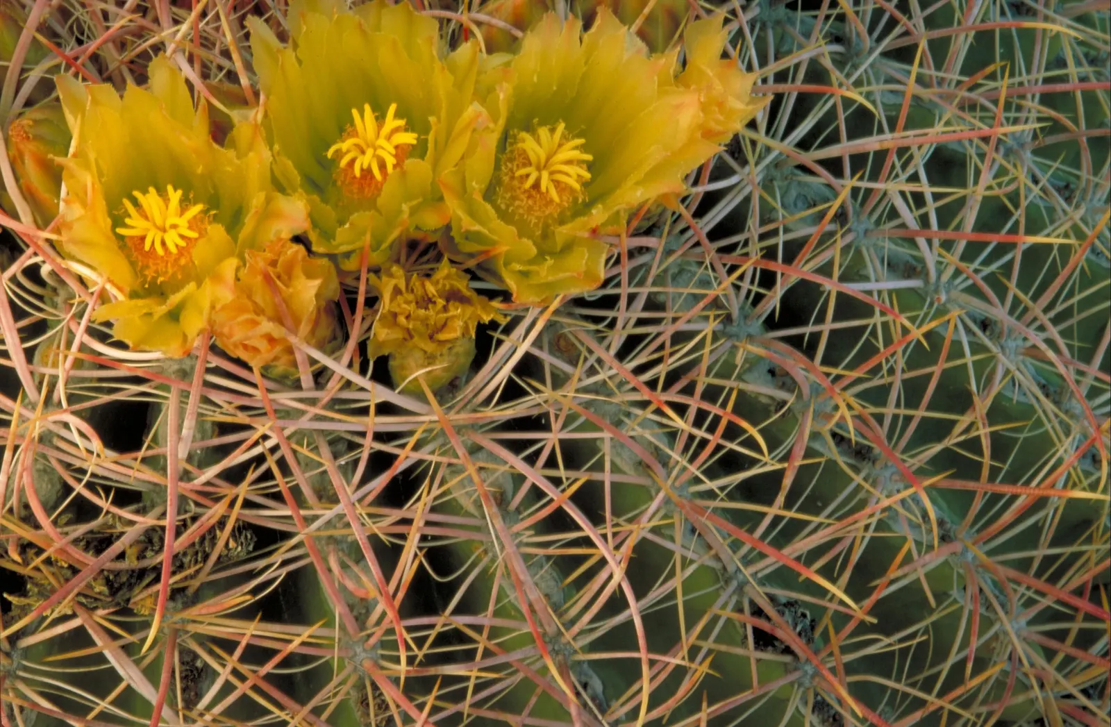 Compass Barrel Cactus (Ferocactus Cylindraceus) — spiny surface.<br><br>Growing at a moderate pace to heights of 6 to 10 feet; cactus with orange, image 86