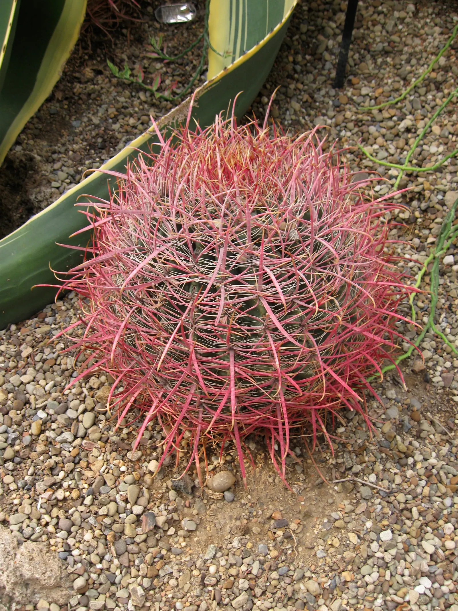 Compass Barrel Cactus (Ferocactus Cylindraceus) — Its commanding presence and hardy nature call for minimal intervention; these blossoms, image 71