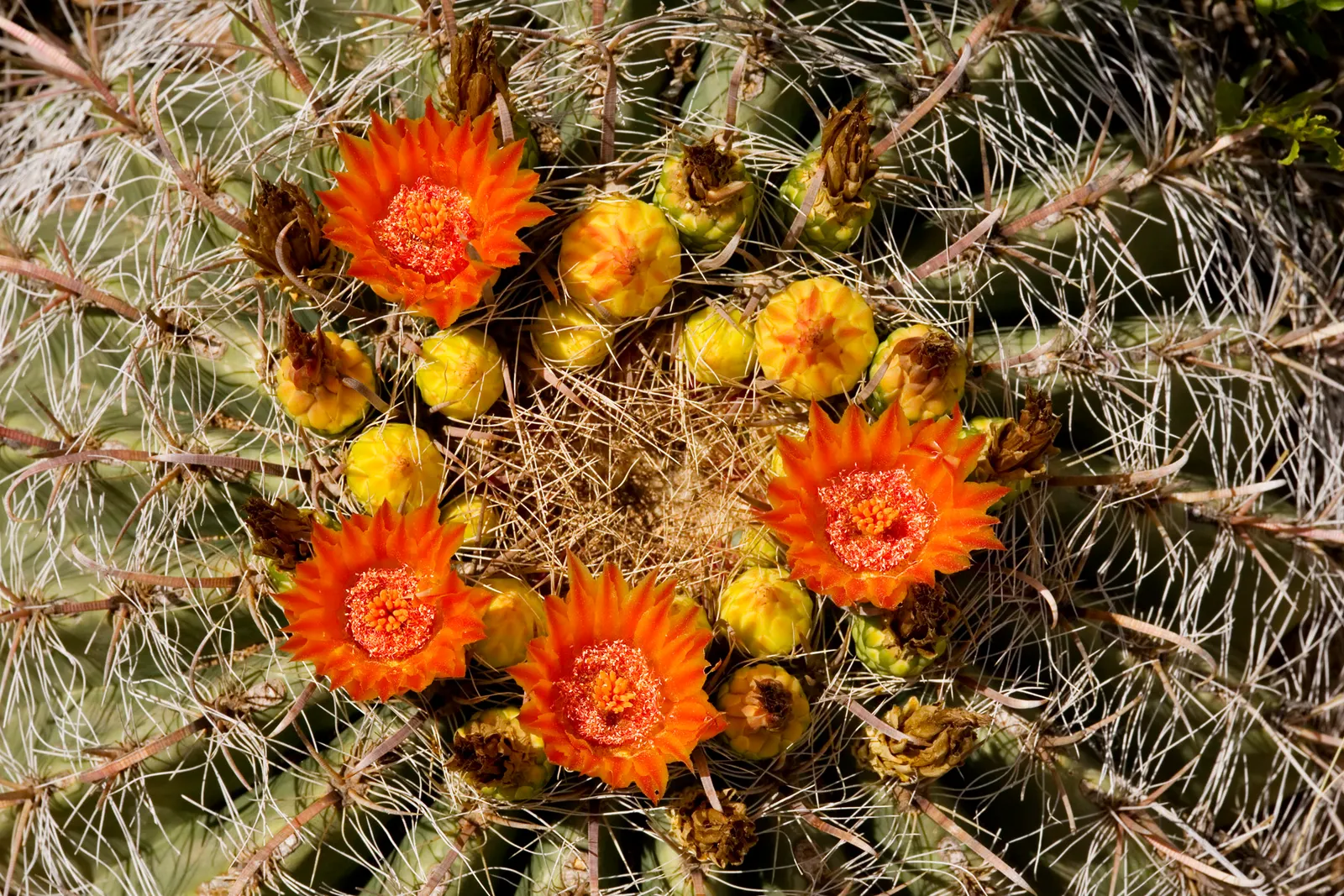 Compass Barrel Cactus (Ferocactus Cylindraceus) — growing up to 10 feet tall and 2 feet in diameter