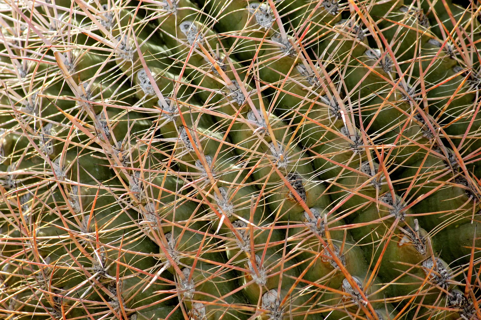 Compass Barrel Cactus (Ferocactus Cylindraceus) — It's known for its cylindrical shape; which are particularly attractive to pollinators, image 78