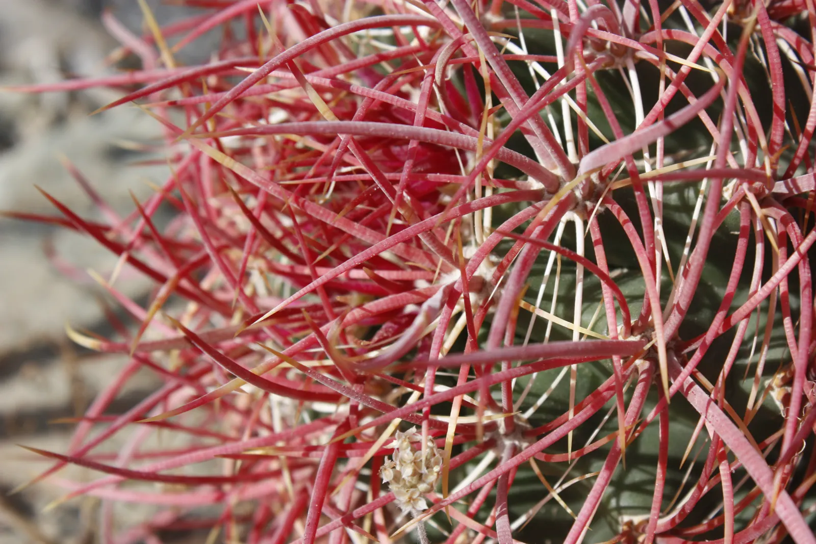 Compass Barrel Cactus (Ferocactus Cylindraceus) — growing up to 10 feet tall and 2 feet in diameter; spiny surface.<br><br>Growing at a moderate, image 77