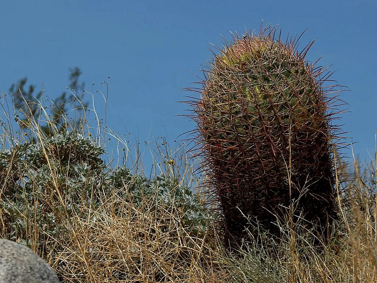 Compass Barrel Cactus (Ferocactus Cylindraceus) — is a striking and sculptural element suitable for xeriscaped and drought-tolerant landscapes, image 85