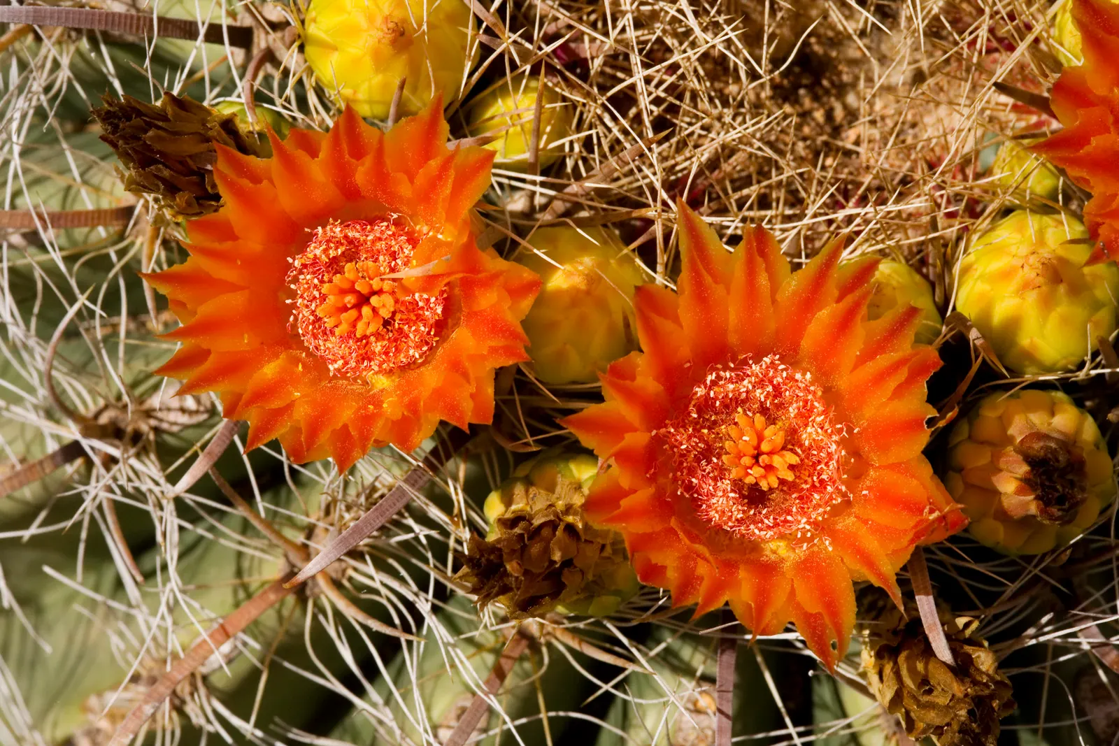 Compass Barrel Cactus (Ferocactus Cylindraceus) — It's known for its cylindrical shape