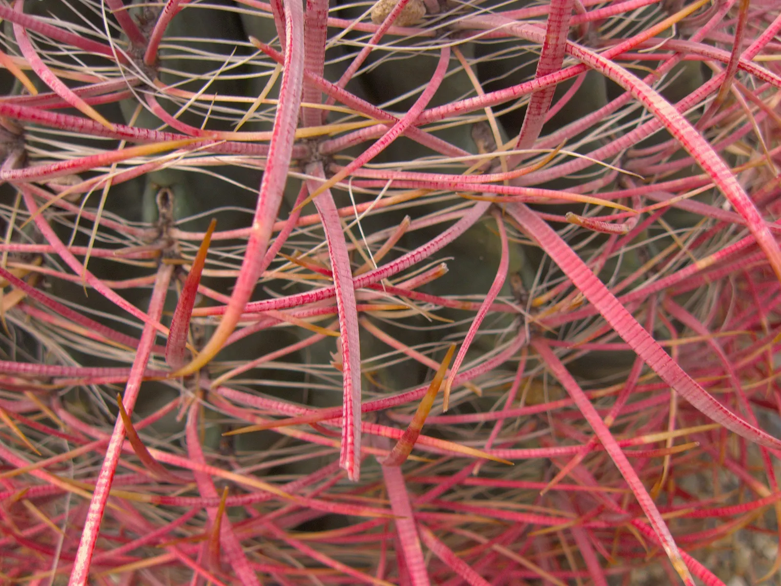Compass Barrel Cactus (Ferocactus Cylindraceus) — plant in full sun and well-draining soil with minimal water requirements; with a diameter of 18, image 70