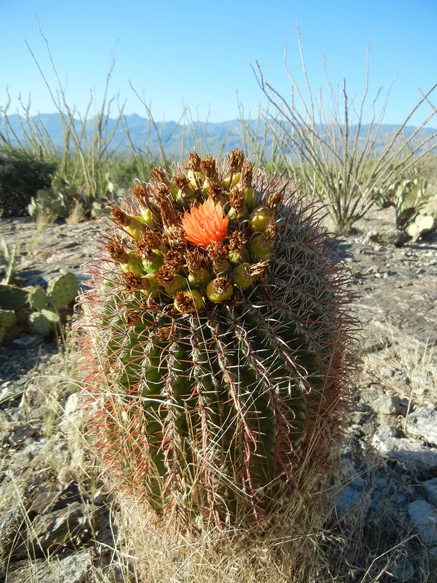 Compass Barrel Cactus (Ferocactus Cylindraceus) — Minimal water needs once established, making it a low-maintenance choice for xeriscaping