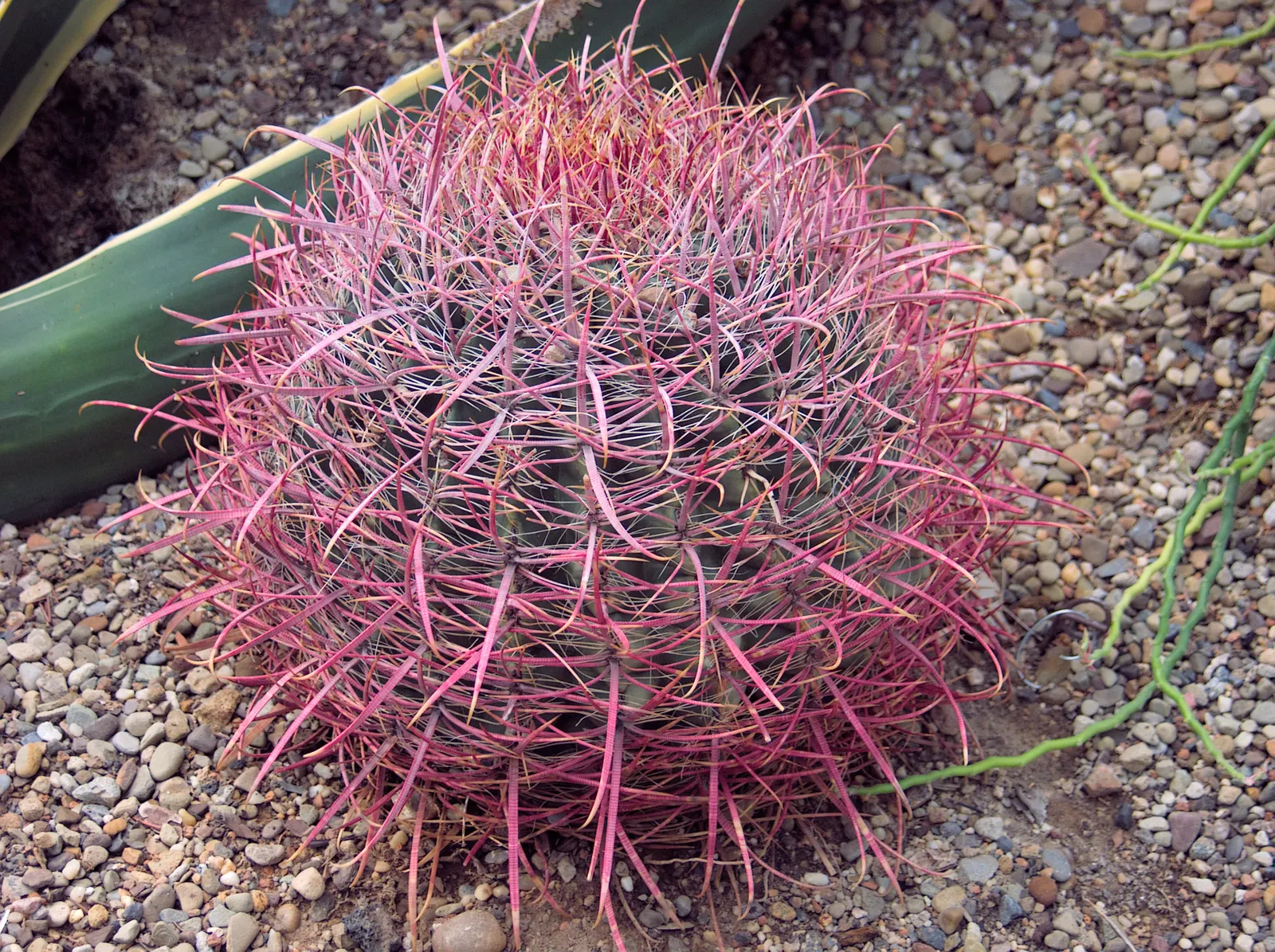 Compass Barrel Cactus (Ferocactus Cylindraceus) — allowing for a striking garden feature with ease; the Compass Barrel Cactus (Ferocactus, image 72