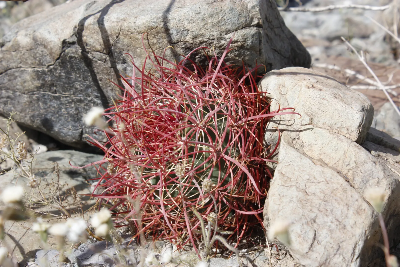 Compass Barrel Cactus (Ferocactus Cylindraceus) — vibrant yellow to red spines; cactus for deep shade or full, image 79