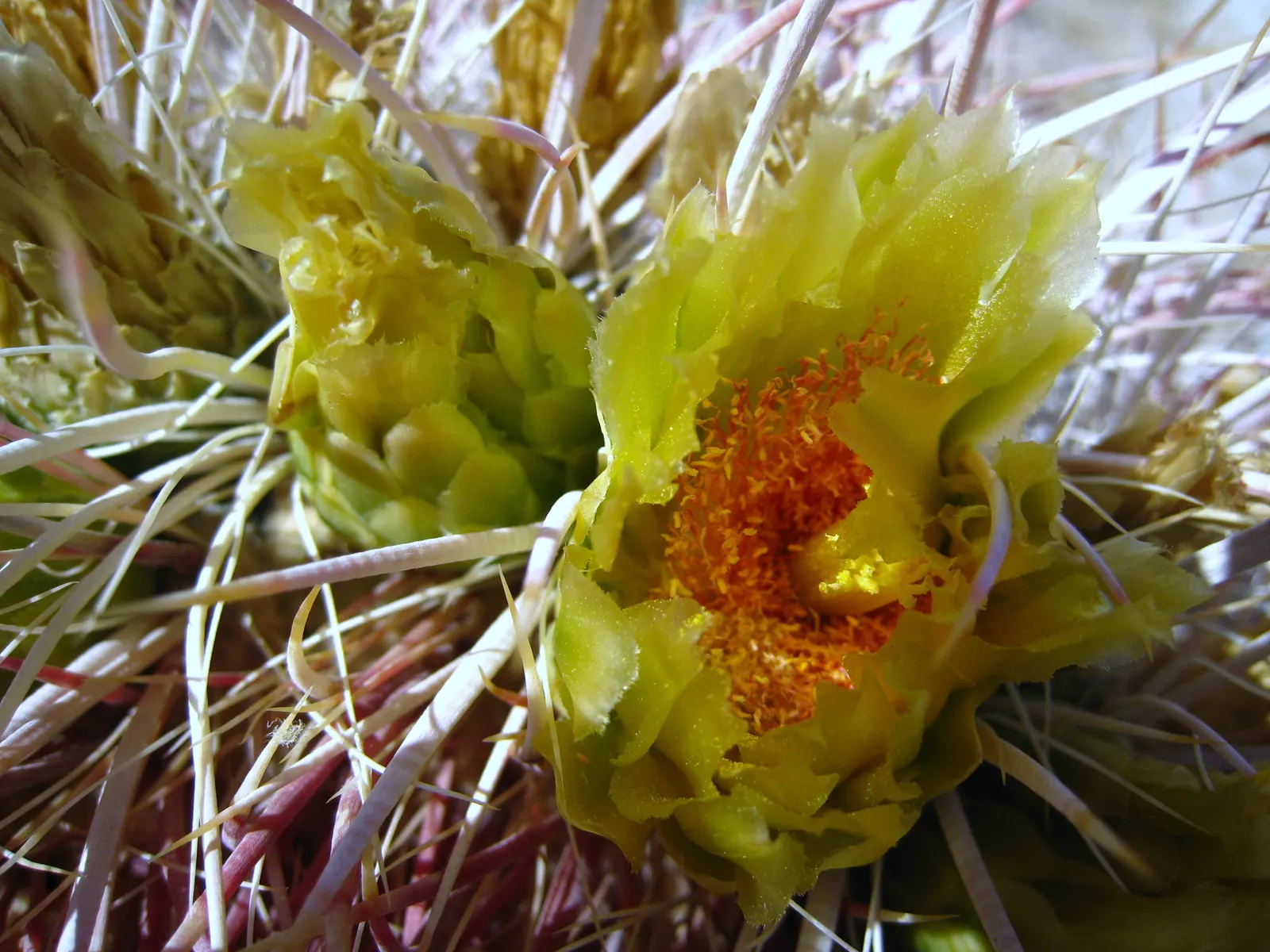 Compass Barrel Cactus (Ferocactus Cylindraceus) — commonly known as the Compass Barrel Cactus; is a striking and sculptural element suitable for, image 84