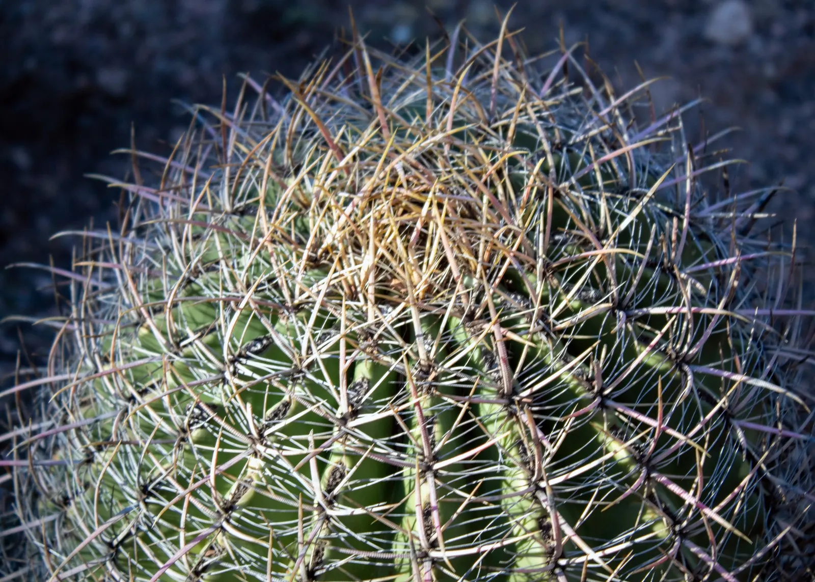 Compass Barrel Cactus (Ferocactus Cylindraceus) — vibrant yellow to red spines