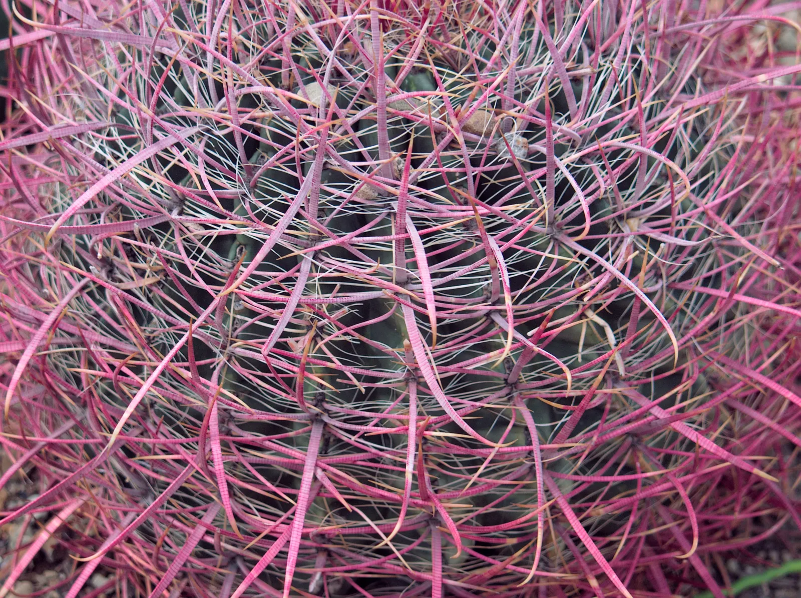 Compass Barrel Cactus (Ferocactus Cylindraceus) — orange and yellow flowers in the garden; adds vertical interest and dramatic texture to arid, image 73