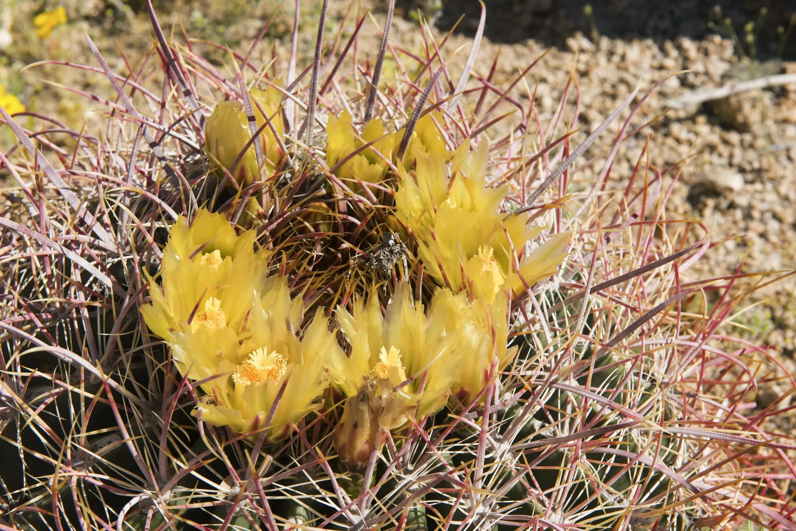 Compass Barrel Cactus (Ferocactus Cylindraceus) — The Compass Barrel Cactus (Ferocactus cylindraceus) is a striking desert native; vibrant yellow, image 76