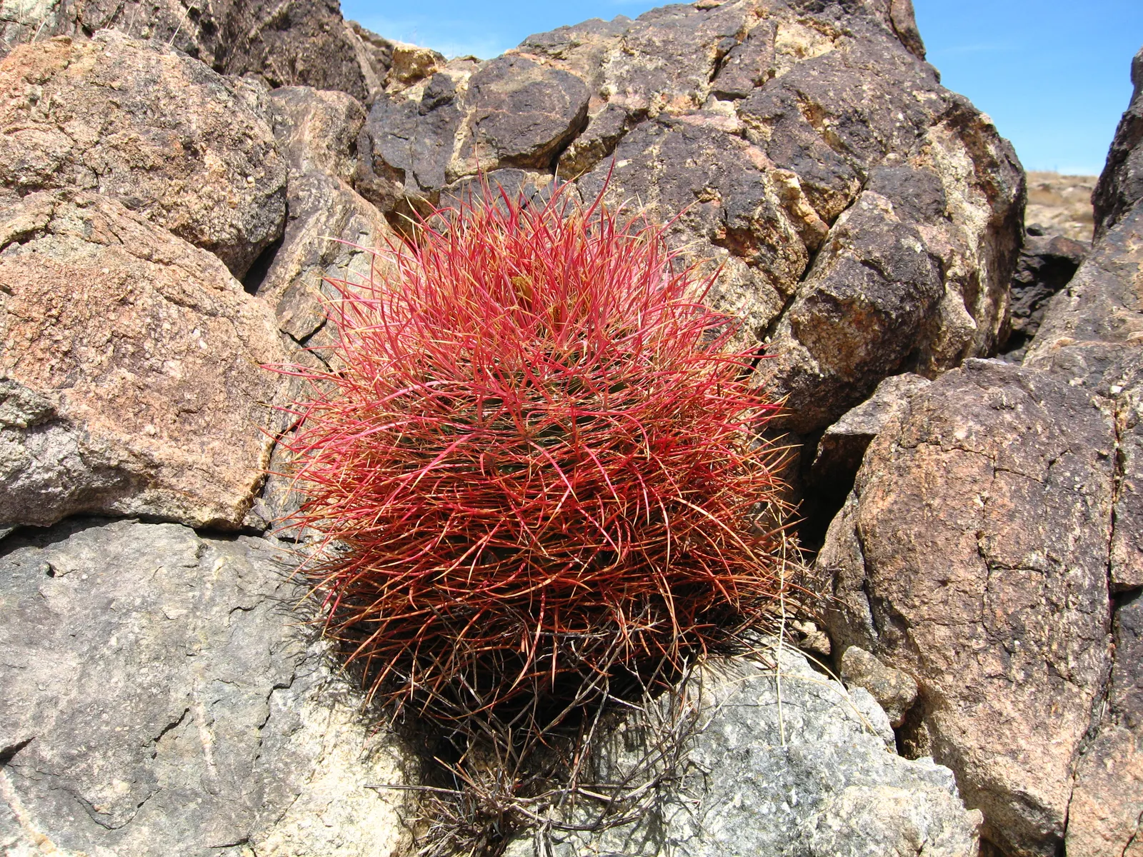 Compass Barrel Cactus (Ferocactus Cylindraceus) — cactus for deep shade or full; allowing for a striking garden feature with ease, image 75