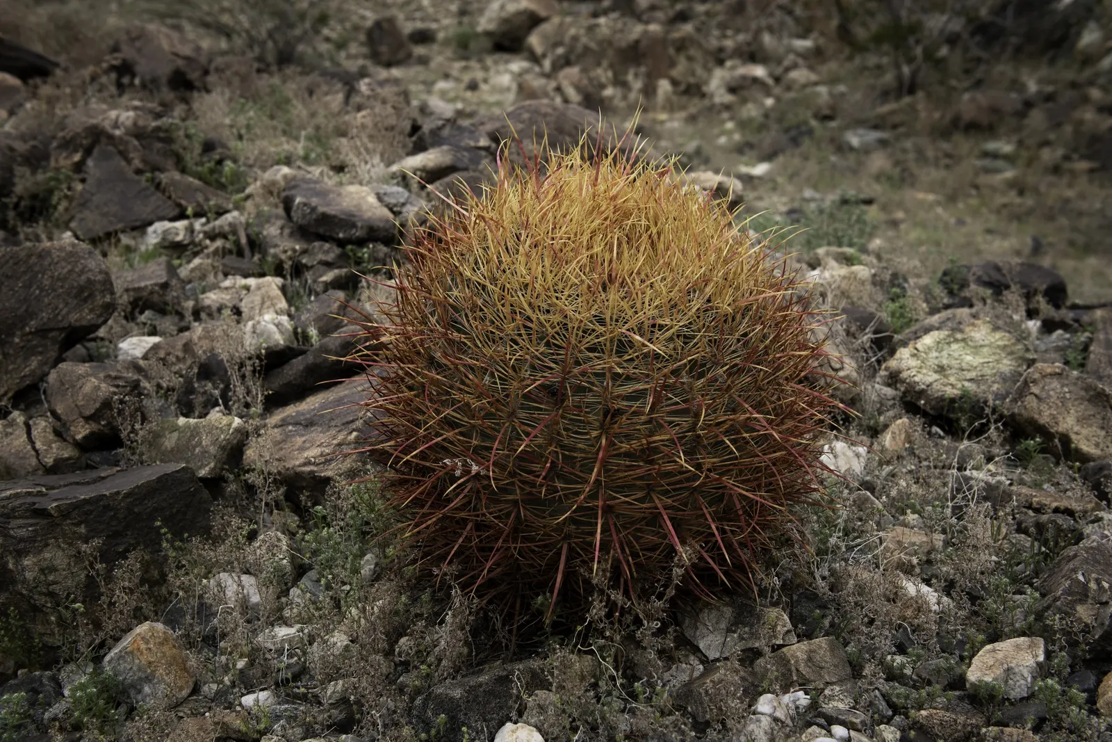 Compass Barrel Cactus (Ferocactus Cylindraceus) — Minimal water needs once established, making it a low-maintenance choice for xeriscaping; its, image 82