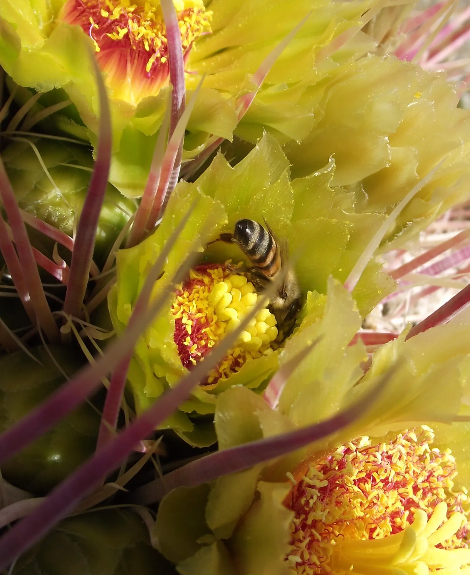 Compass Barrel Cactus (Ferocactus Cylindraceus) — cactus with orange and yellow blooms; the plant features 13 to 21 ribs adorned with heavy spines, image 74