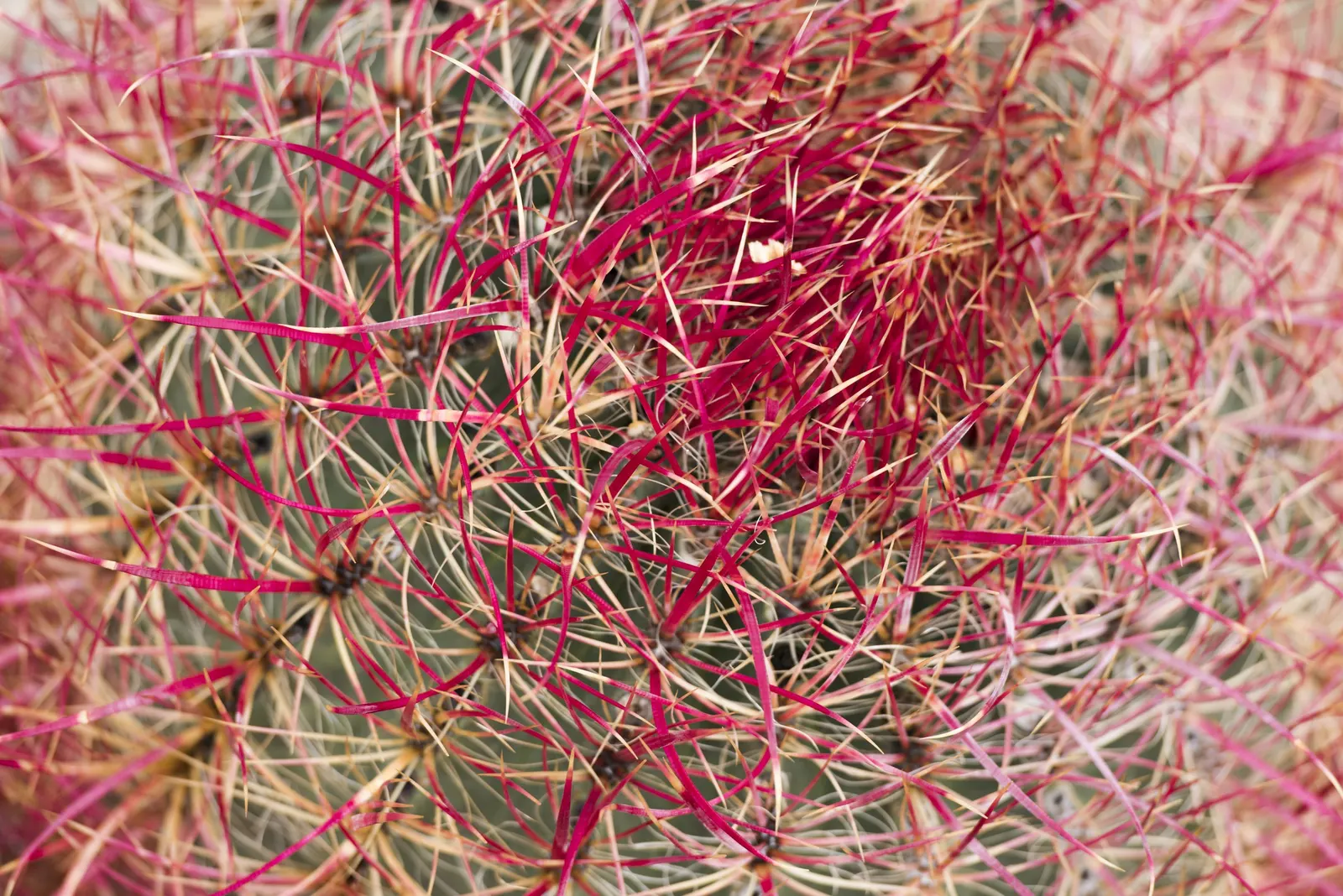 Compass Barrel Cactus (Ferocactus Cylindraceus) — and showy yellow flowers emerging late spring to summer; minimal water needs once established, image 80