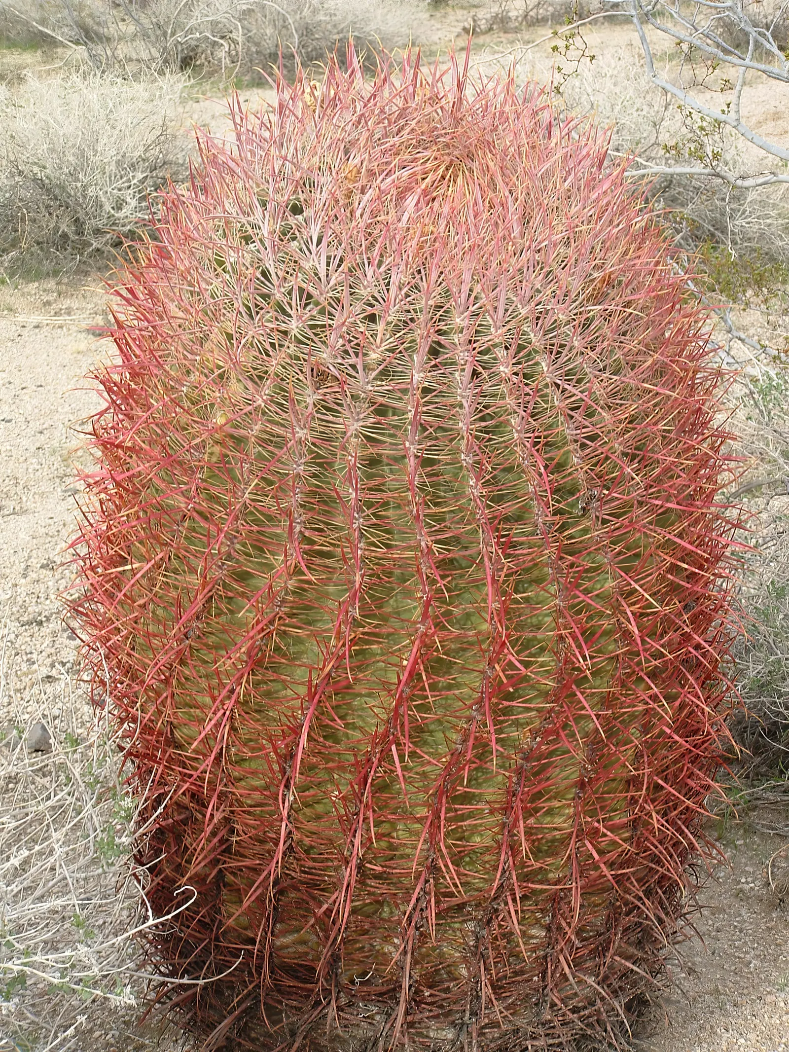 Compass Barrel Cactus (Ferocactus Cylindraceus) — Requires full sun and well-draining soil; a unique characteristic that aids in sun exposure and, image 81