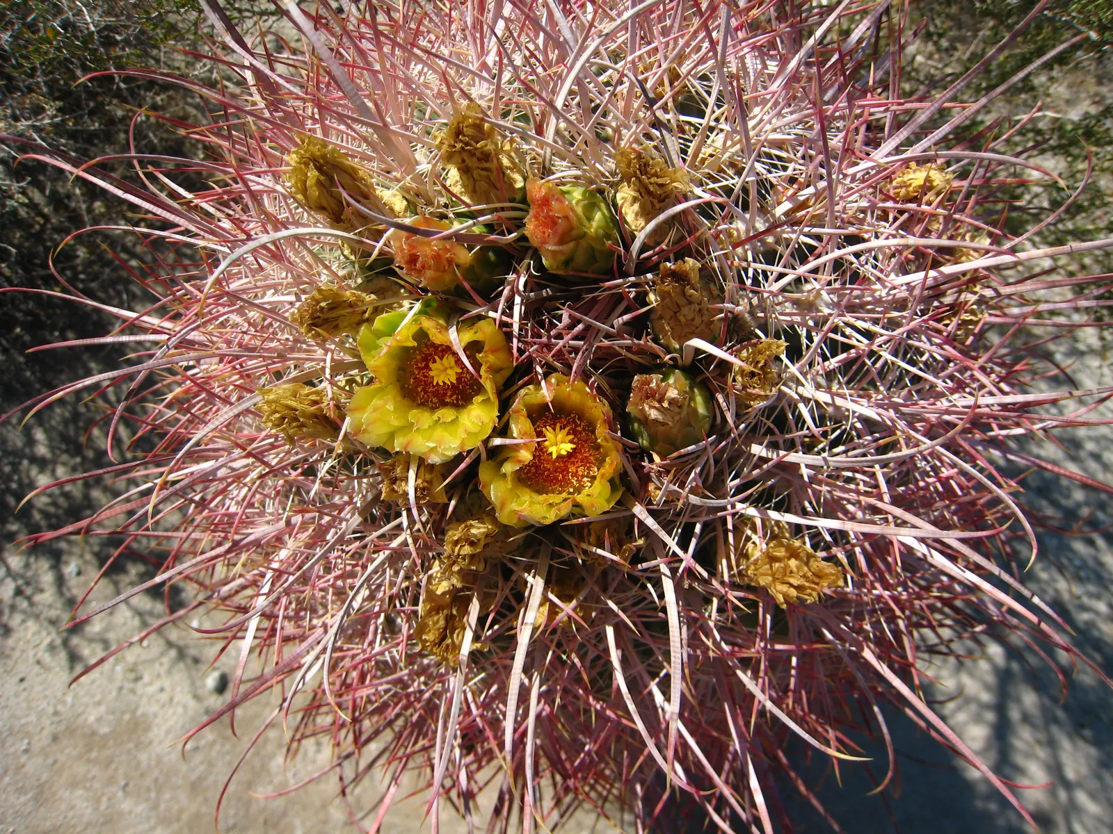 Compass Barrel Cactus (Ferocactus Cylindraceus) — with a diameter of 18 to 30 inches; requires full sun and well-draining soil, image 87