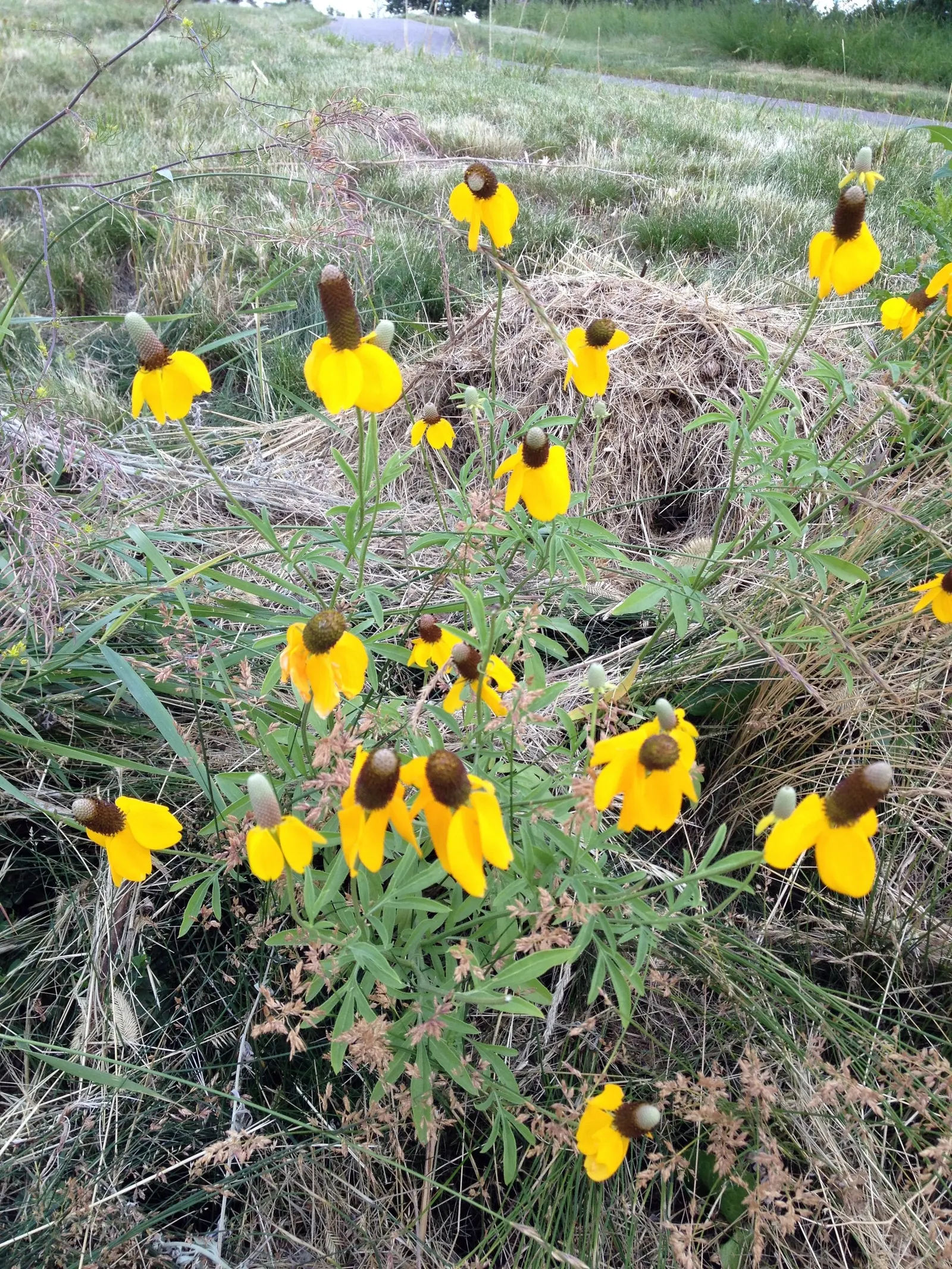 Mexican Hat (Ratibida Columnifera) — Its long blooming season spans from early summer to fall
