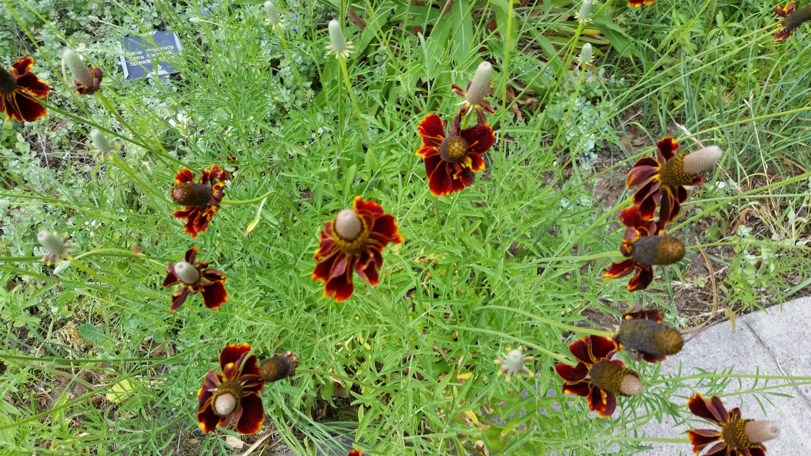 Mexican Hat (Ratibida Columnifera) — Ratibida columnifera thrives in USDA Hardiness Zones 3 through 9