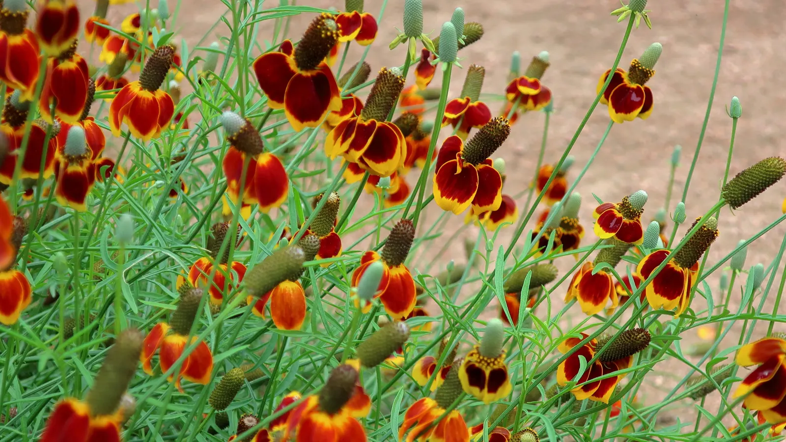 Mexican Hat (Ratibida Columnifera) — yellow to reddish-brown blooms with a prominent central cone