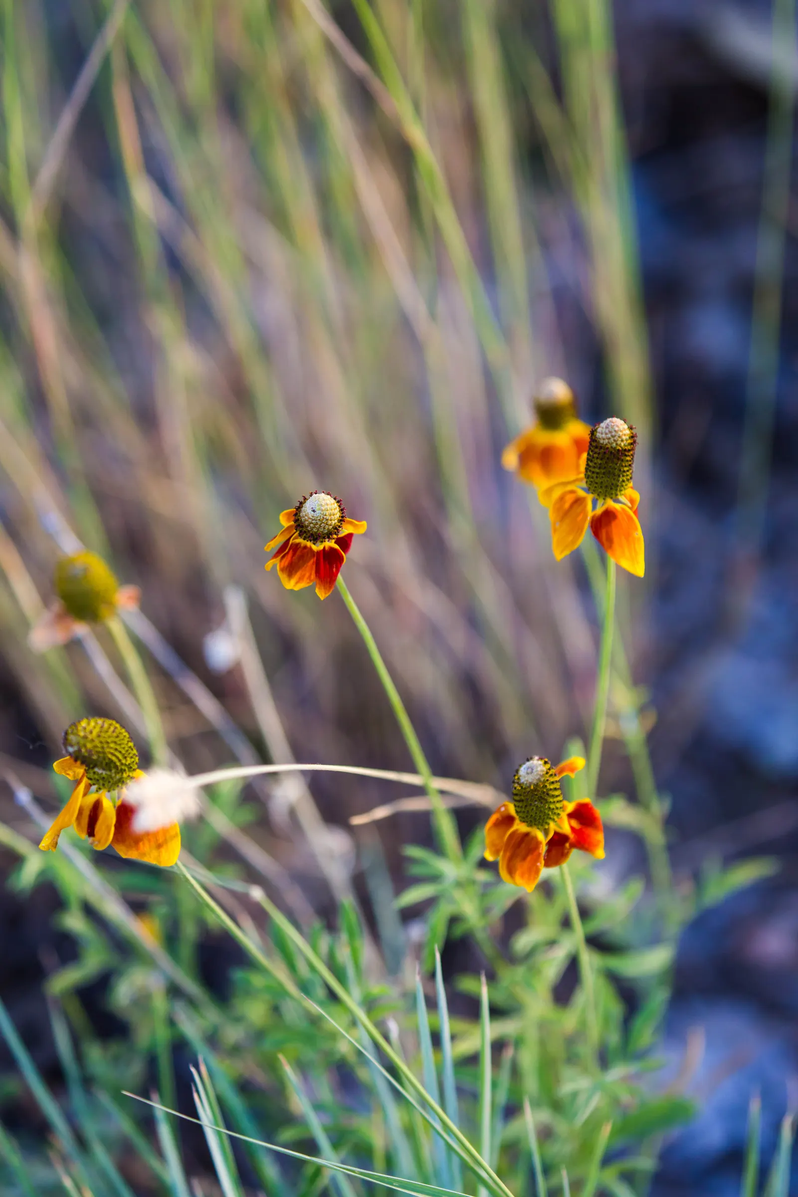 Mexican Hat (Ratibida Columnifera) — Thriving in USDA zones 3-9, it stands 1-3 feet tall with a spread of 1-2 feet