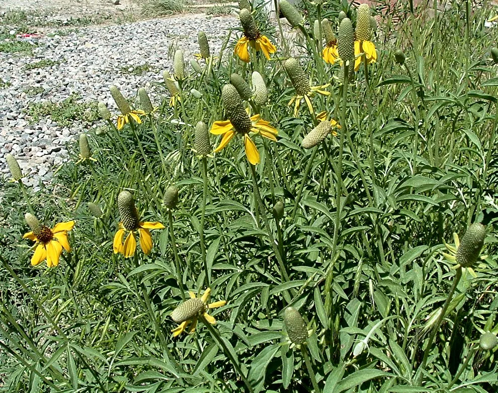 Mexican Hat (Ratibida Columnifera) — is a captivating perennial esteemed for its distinctive flower shape that resembles a sombrero
