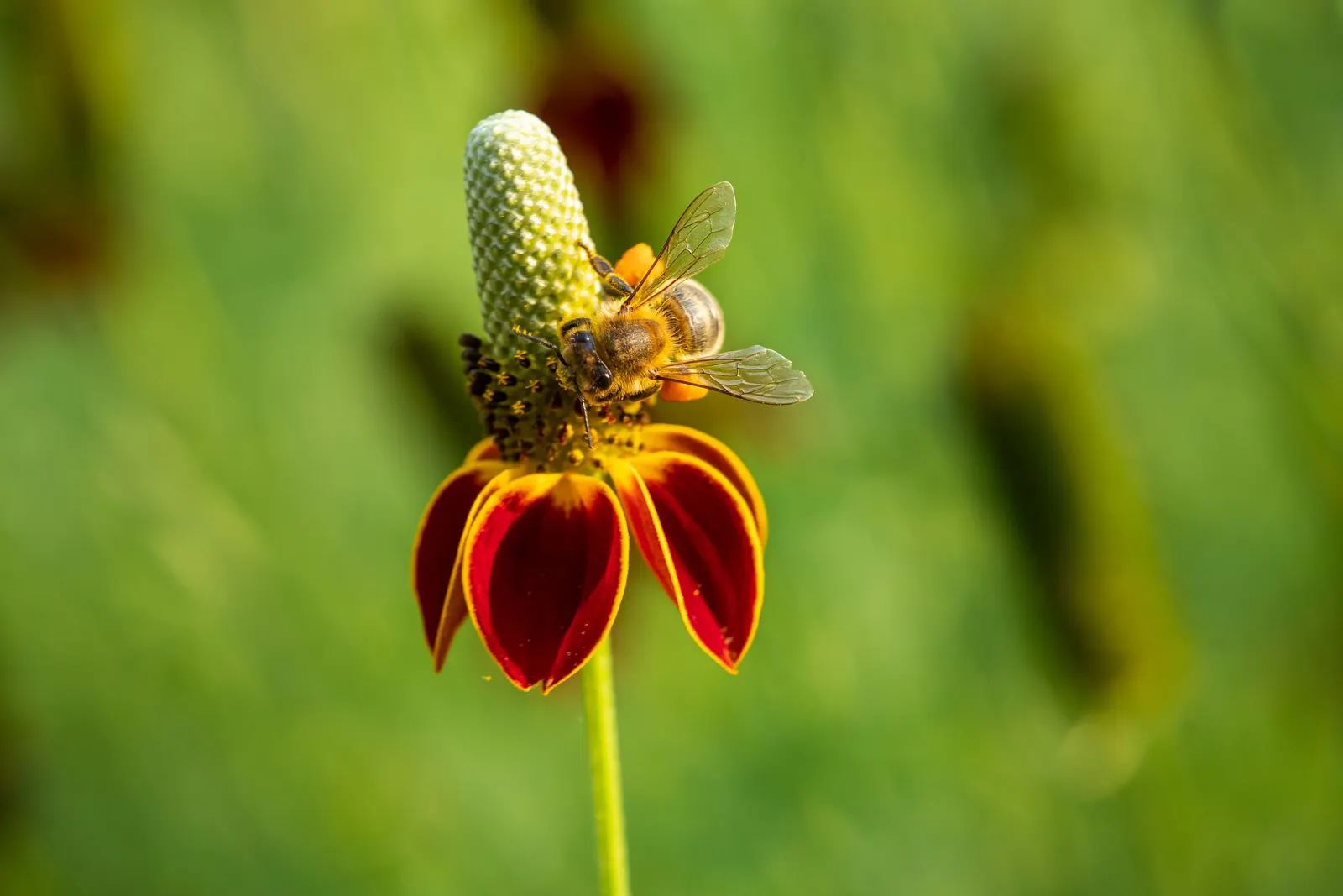 Mexican Hat (Ratibida Columnifera) — or perennial borders.<br><br>Preferring full sun and well-drained soil