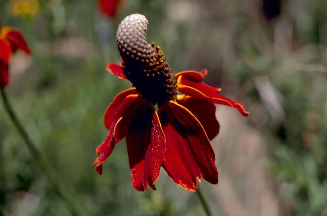 Mexican Hat (Ratibida Columnifera) — Preferring full sun and well-draining soil