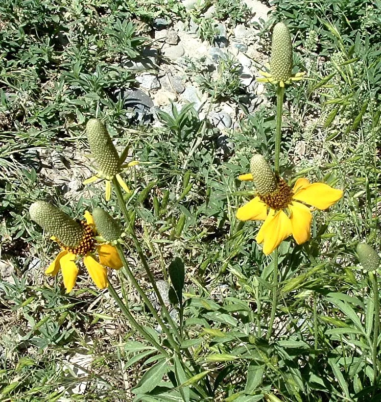 Mexican Hat (Ratibida Columnifera) — making it a striking addition to prairie gardens