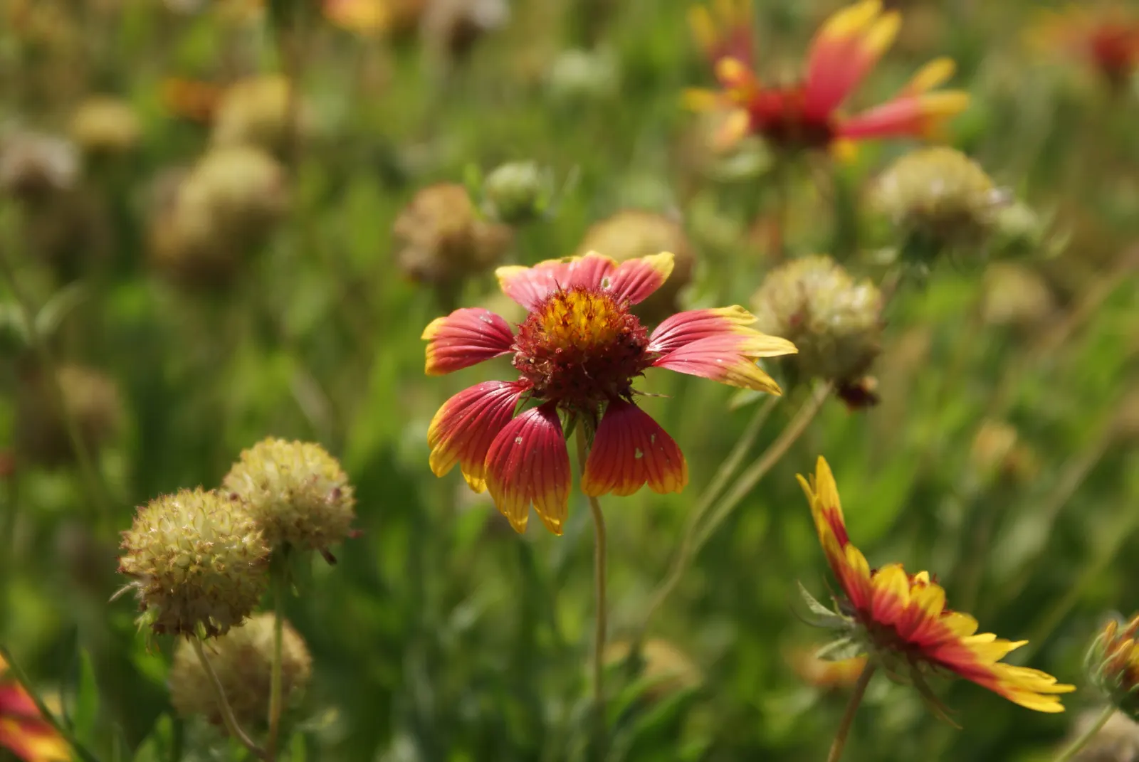 Mexican Hat (Ratibida Columnifera) — is a captivating perennial noted for its distinctive sombrero-shaped