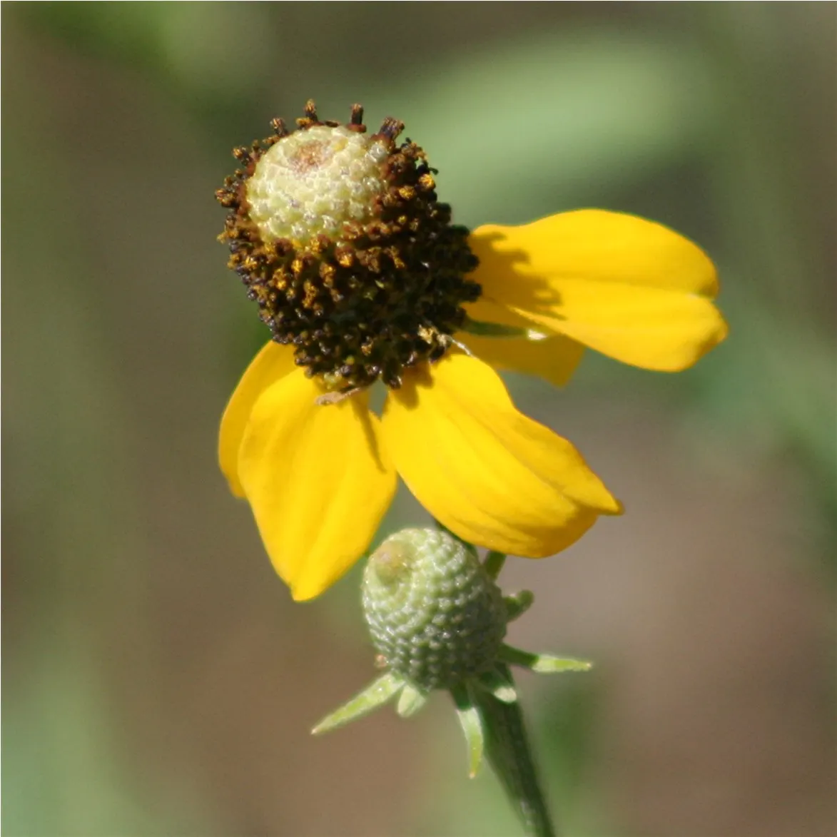 Mexican Hat (Ratibida Columnifera) — it exhibits drought tolerance and attracts pollinators