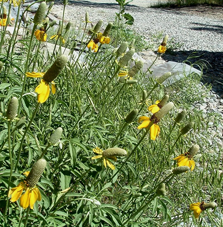 Mexican Hat (Ratibida Columnifera) — enhancing naturalistic and prairie-style gardens