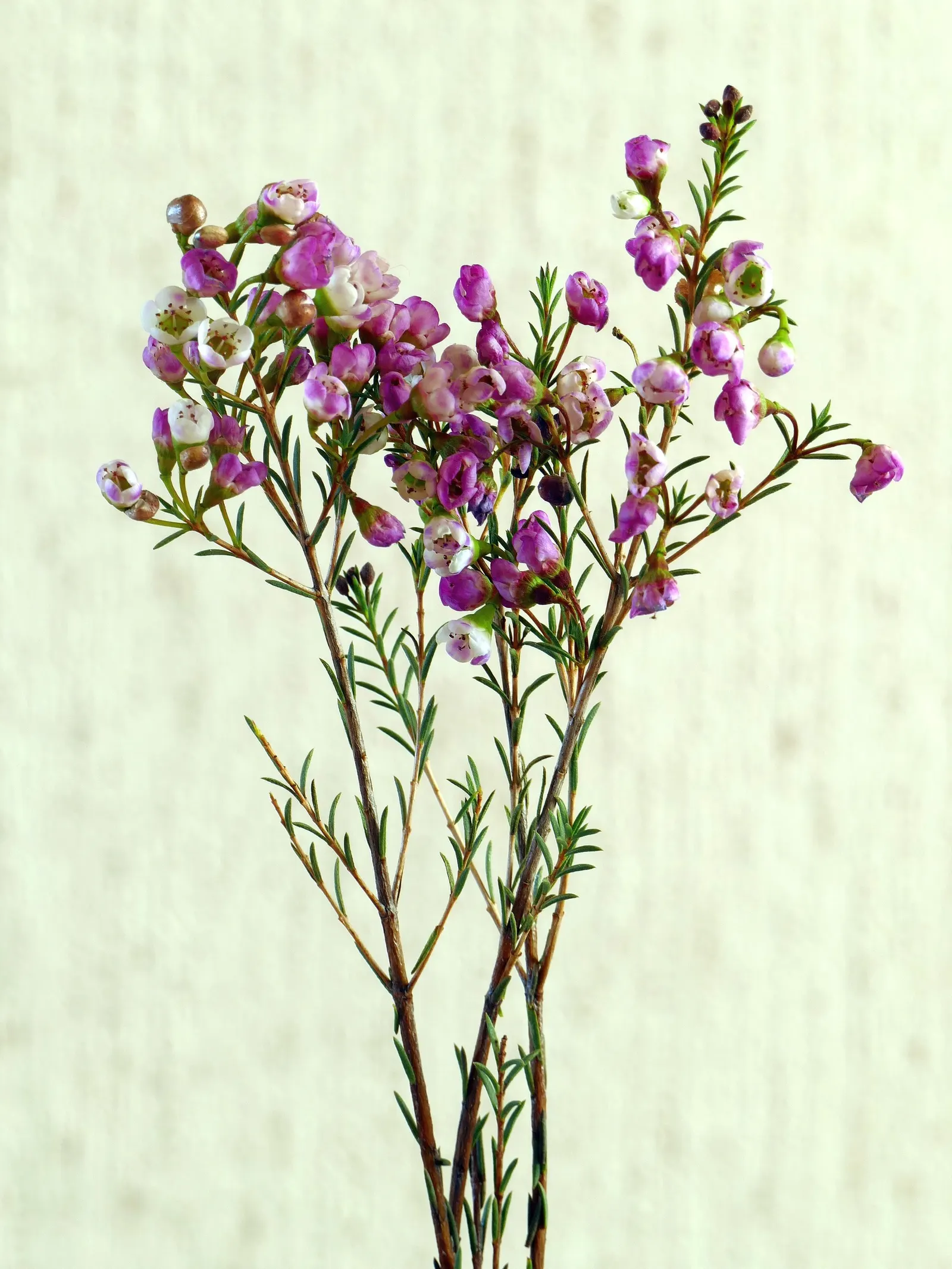 Geraldton Wax Flower (Chamelaucium Uncinatum) — Geraldton Wax thrives in USDA zones 9 to 10, preferring full sun exposure to part shade and, image 58