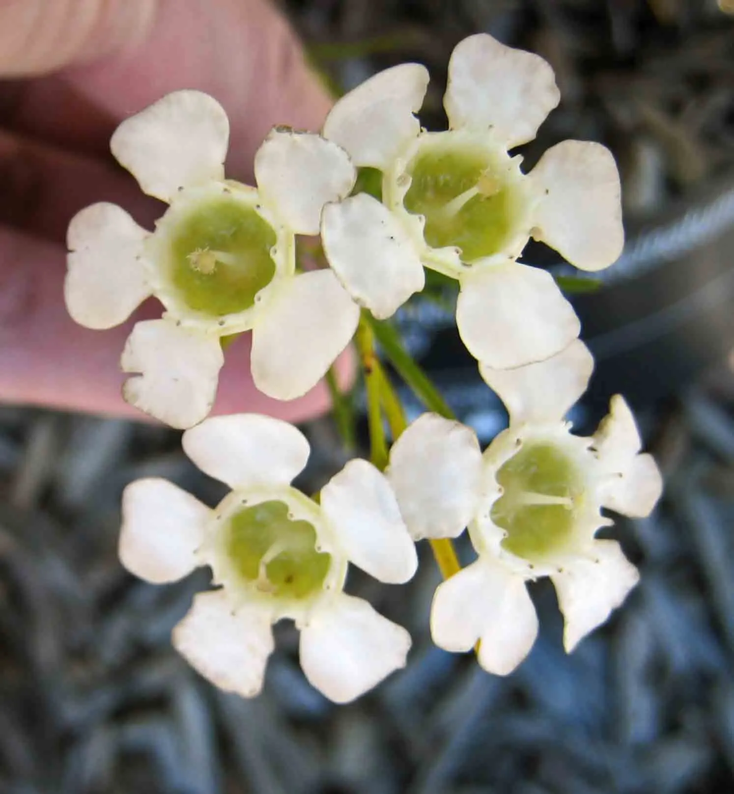 Geraldton Wax Flower (Chamelaucium Uncinatum) — shrub for full; hardy and relatively low on maintenance, image 66