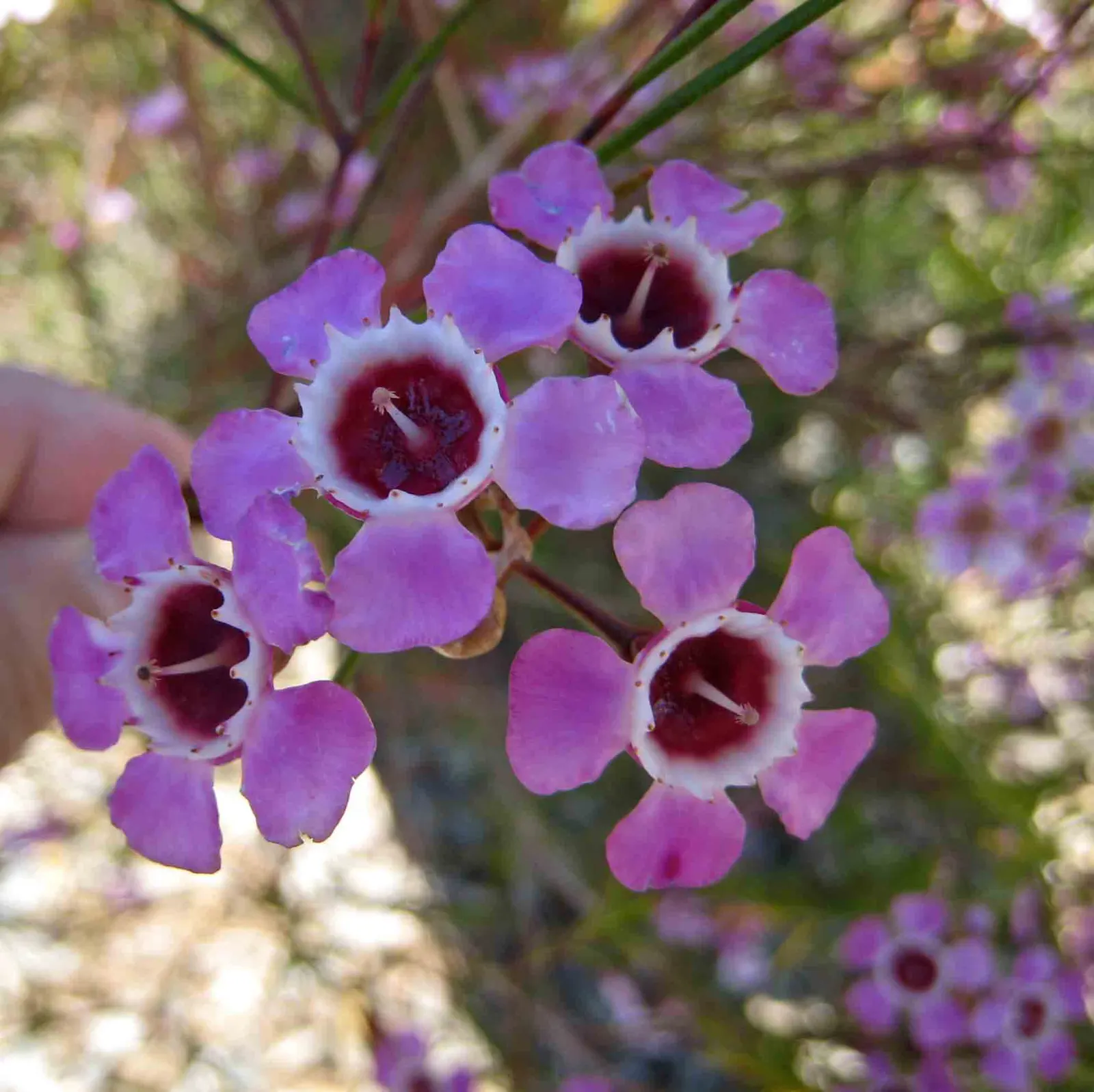 Geraldton Wax Flower (Chamelaucium Uncinatum) — An occasional feeding with a balanced fertilizer will keep Chamelaucium uncinatum vigorous; their, image 62
