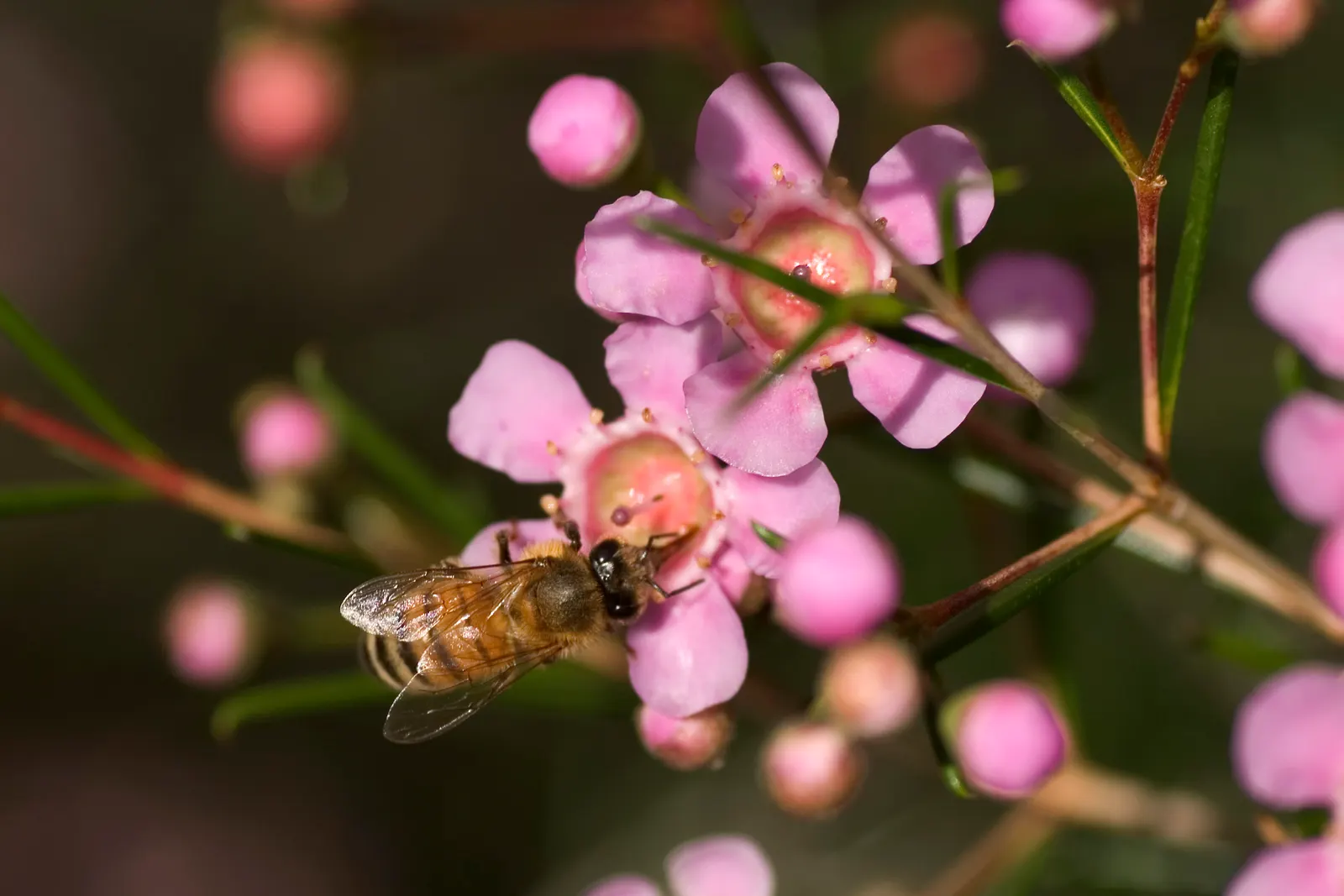 Geraldton Wax Flower (Chamelaucium Uncinatum) — Hardy and relatively low on maintenance; multi-colored and pink and white flowers in the garden, image 107