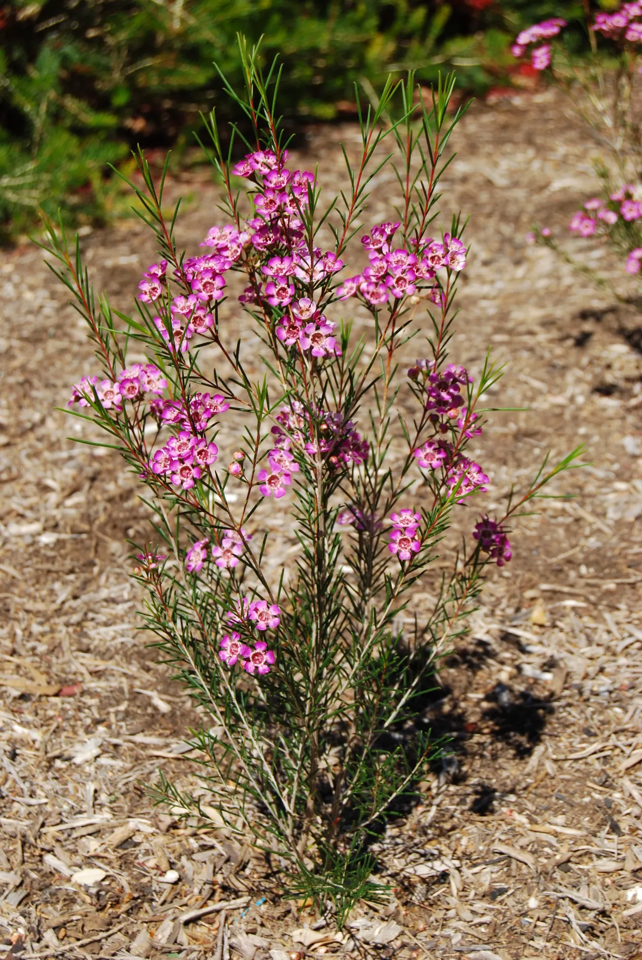 Geraldton Wax Flower (Chamelaucium Uncinatum) — Typically growing to 4-10 feet tall with an equal spread; its needle-like foliage is a striking, image 46