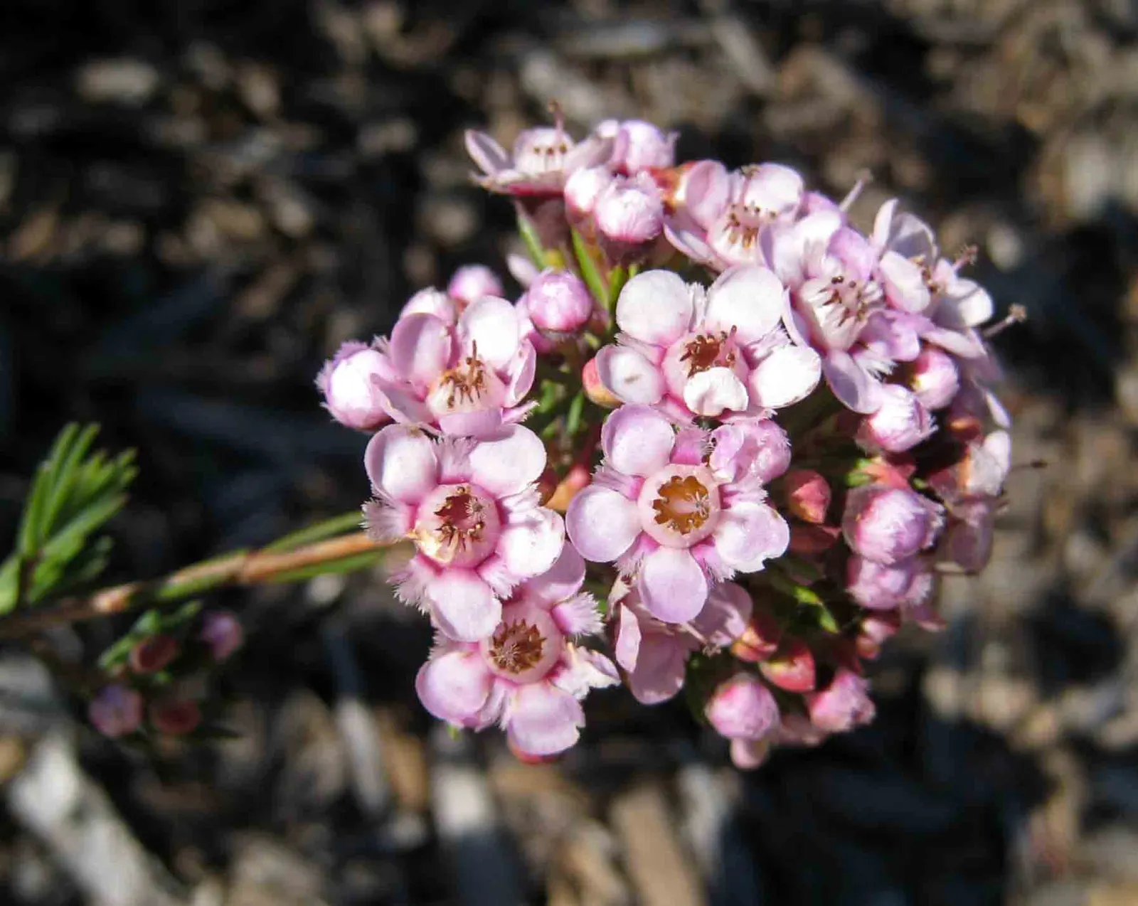 Geraldton Wax Flower (Chamelaucium Uncinatum) — clients should prune lightly after flowering concludes to maintain its compact form and encourage, image 61